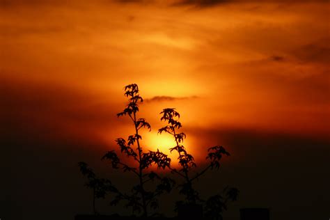 Free Images Landscape Nature Horizon Silhouette Cloud Plant Sun