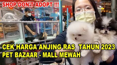 Harga Anjing Ras Terkini Di Pet Bazaar Mall Mewah Tahun Youtube