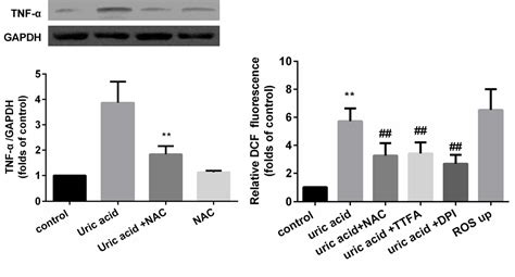 Figure 3 From The Pro Inflammatory Effect Of Uric Acid In Human