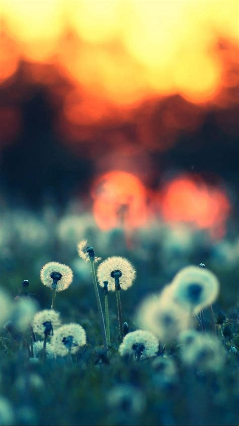 Dandelion Wallpapers - Top Free Dandelion Backgrounds - WallpaperAccess