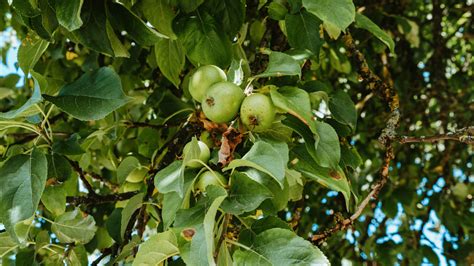 How Guava Orchard Owners Punjab Officials Siphoned Off Rs