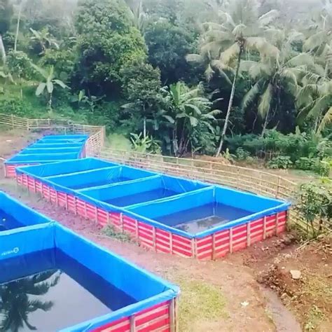 Cara Pembuatan Kolam Bioflok Sederhana Hongkoong