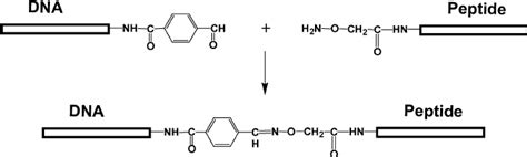 The Scheme Of Dna Peptide Conjugation Reaction That Was Chosen For The