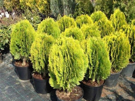 Туя восточная Ауреа Нана - thuja orientalis Aurea Nana в Санкт-Петербурге