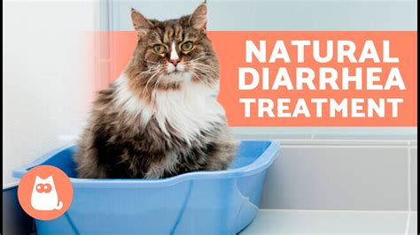 7 Home Remedies For Diarrhea In Cats 🐱 How To Treat Diarrhea In Cats