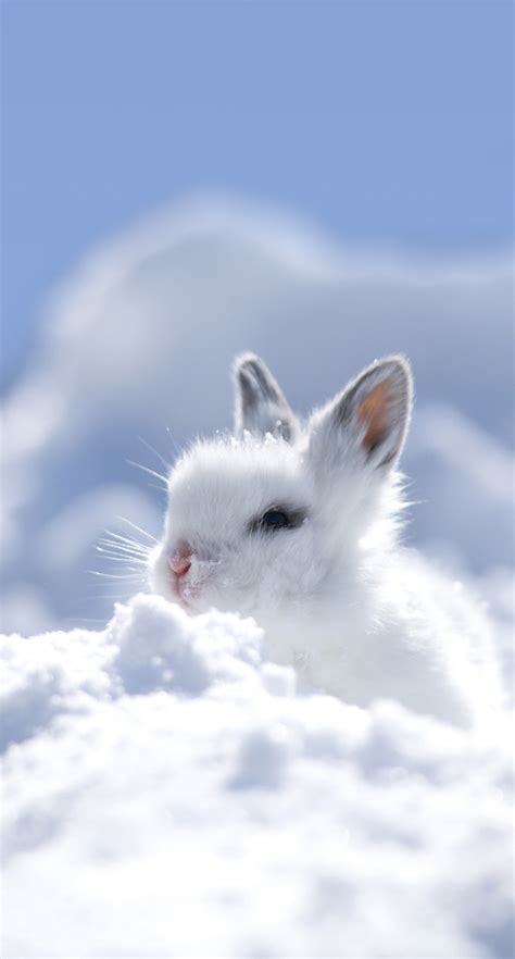 Обои на телефон животные милый кролик | Fotos de animais fofos, Fotos ...