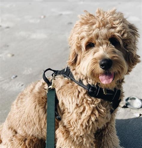 9 Best Goldendoodle Breeders In California