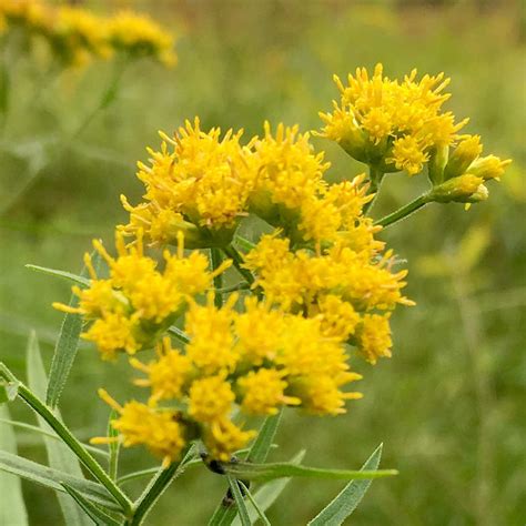 Goldenrod Seeds