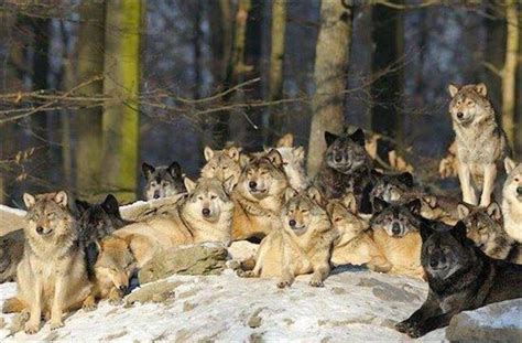 40++ Pack of wolves information