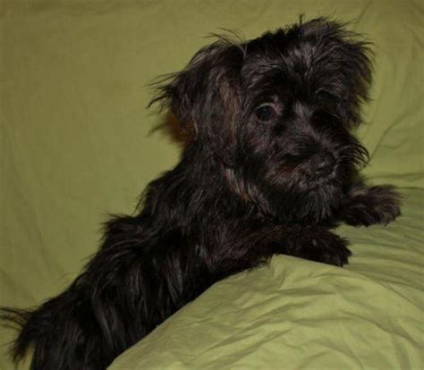 Male YorkiPoo Puppy (Yorkshire Terrier/Poodle mix) for Sale in Grannis ...