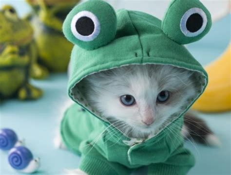 18 Best Kitten Costumes Images On Pinterest Kitty Cats Cute Kittens