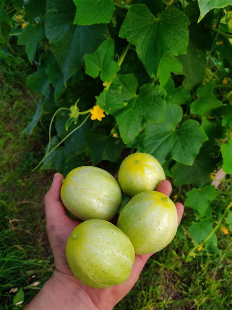 Lemon cucumber tiny harvest (8b) : r/vegetablegardening