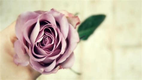 Lavender Rose Wallpapers - Wallpaper, High Definition, High Quality ...