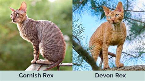 Cornish Rex vs. Devon Rex: What’s The Difference? (With Pictures) | Hepper