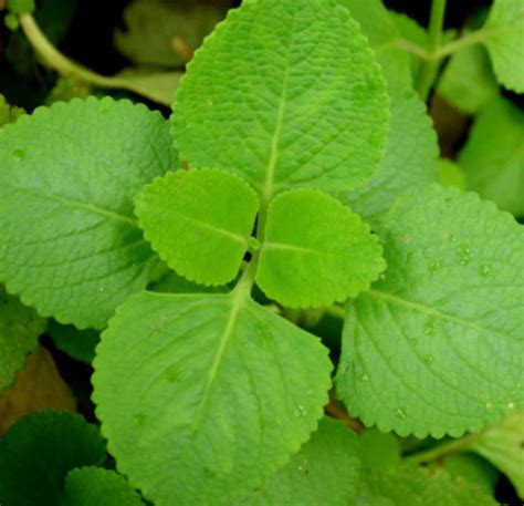 Fresh Karpuravalliajwain Leaves Of 1 Oz Cure For Cough Etsy Uk