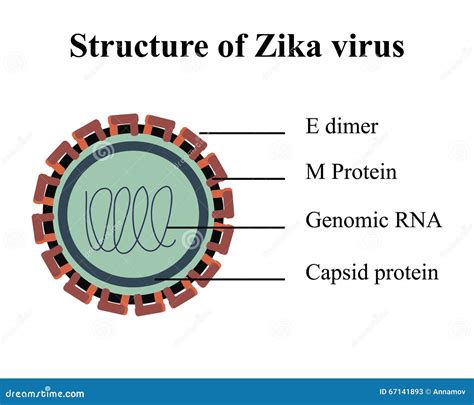 Estructura Del Virus De Zika Ilustraci N Del Vector Imagen