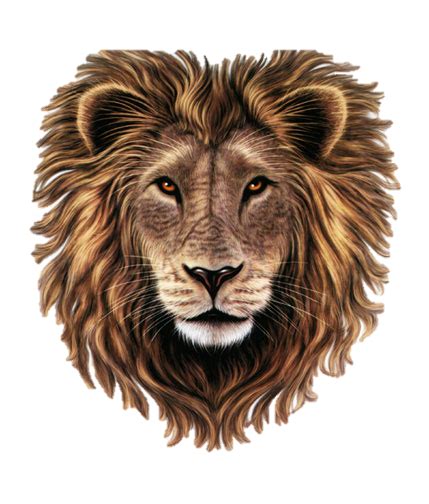 Lion Head Png Transparent Background Free Download 37127 Freeiconspng