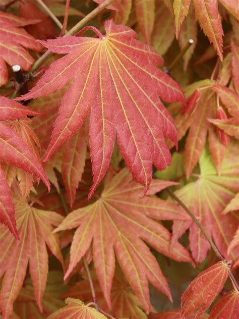 Moonrise Full Moon Maple J Frank Schmidt Son Co