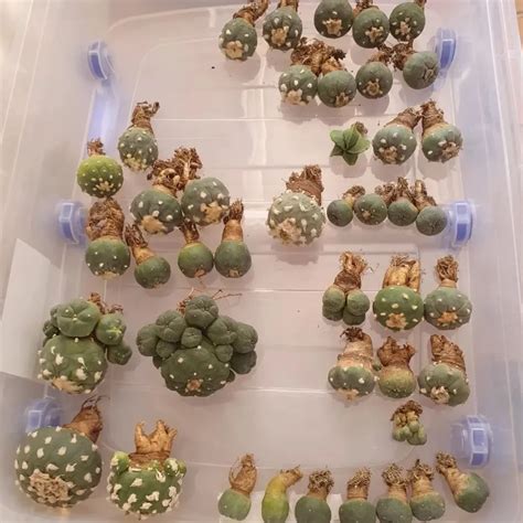 Peyote Cactus (Lophophora williamsii) Care Guide