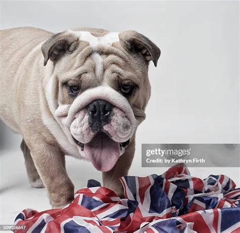 479 Bulldog Union Jack Stock Photos High Res Pictures And Images