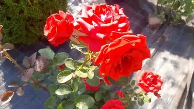 Роза кардинал 85 фото - 68 картинок