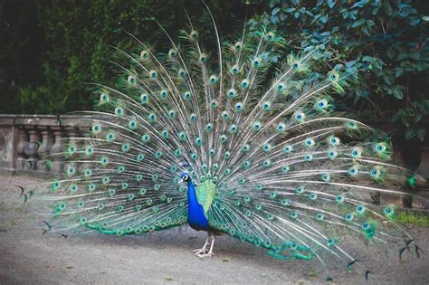 Premium Photo Peacock Male Peacock Displaying His Tail Feathers