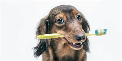 Dachshund Care: Keeping Your Pup Happy And Healthy