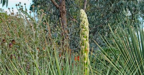 Linda Cochran's Garden: Nolina Nelsonii in Bloom!