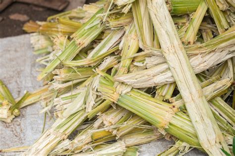 Moagem de cana atinge 43 milhões de toneladas na segunda quinzena de