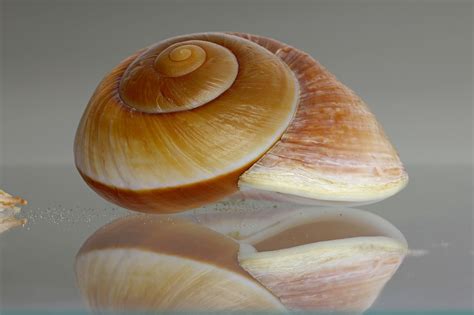 Meeresschnecke Muschel Schnecke Kostenloses Foto Auf Pixabay Pixabay