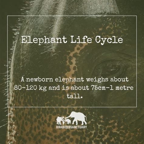 ELEPHANT’S ENCYCLOPEDIA : Elephant Life Cycle Krabi Elephant House Sanctuary