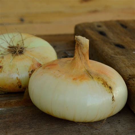 Yellow Cippolini Onion – Thresh Seed Co.