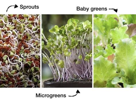 Growing Sprouts vs. Microgreens | Almanac.com