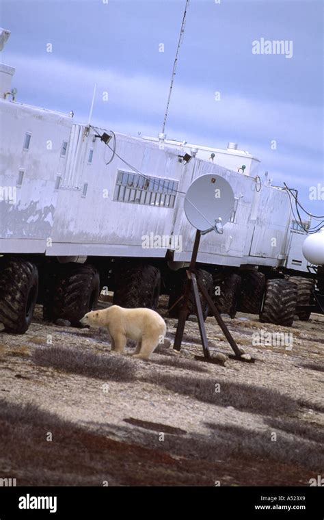 Curious Polar Bear Close Encounter As Bear Looks In To Tundra Buggy To