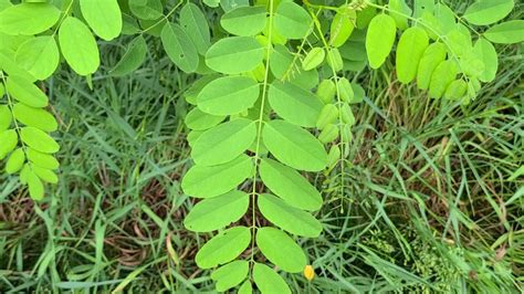 Complete Guide To Black Locust Tree What You Need To Know Growit