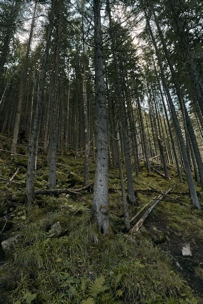 Premium Photo Forest On An Autumn Day Natural Background Pines And Foliage Trees Concept Of