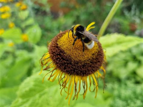Echter Alant (Inula helenium) | Steckbrief