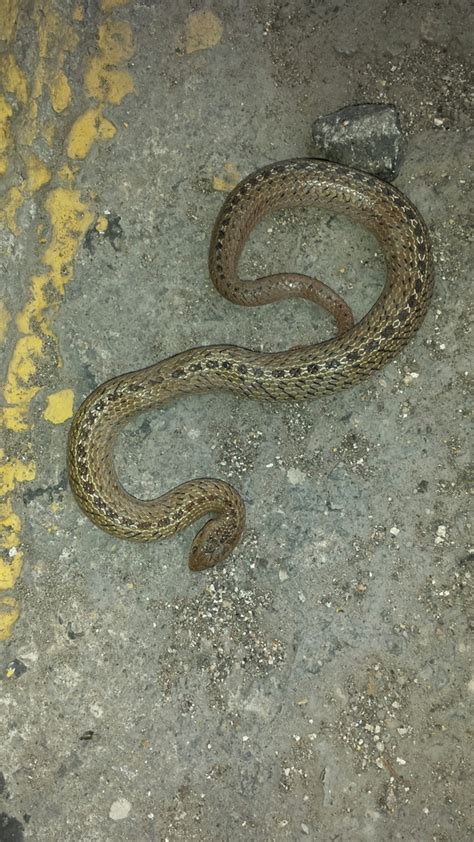 Culebra Gris Nariz De Pala Desde Emiliano Zapata 15 Centro 76800 San