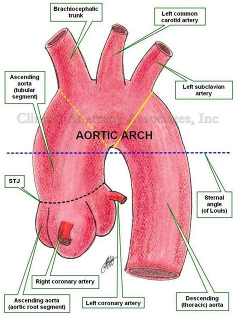 Pictures Of Ascending Aorta