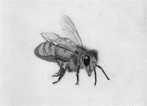 Bee Pencil Drawing