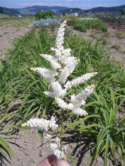 Astilbe Japonica Gruppe Deutschland Prachtspiere Gartenpflanzen