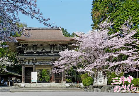 三井寺（園城寺）の桜（京都近郊大津市）