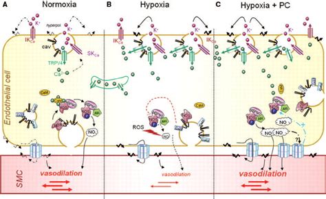 Vascular Hypoxic Preconditioning Relies On Trpv4 Dependent Calcium