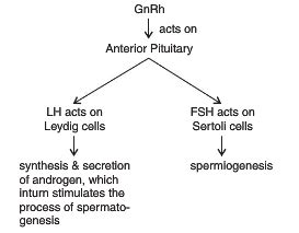 Spermatogenesis Hormones