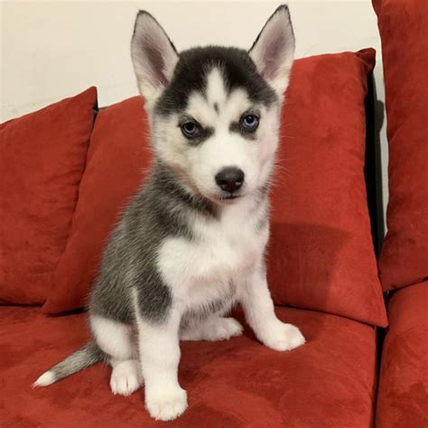 Registered Siberian Husky Puppies California For Sale Los Angeles