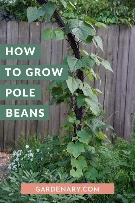 How To Grow Pole Beans In An Organic Kitchen Garden Artofit