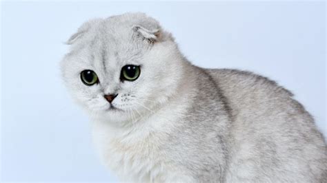 Scottish Fold Kedi özellikleri Ve Bakımı Uplifers