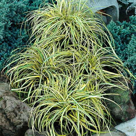 Buy Ornamental Grass Sedge 'Evergold' yellow-green - Hardy plant