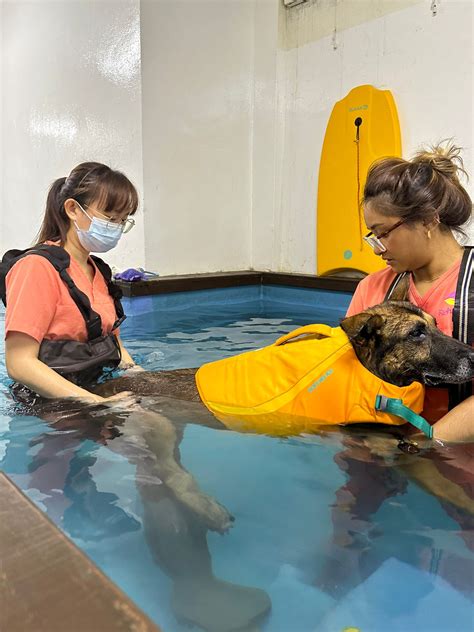 Hydrotherapy Treatment for Dogs - RehabVet Clinic