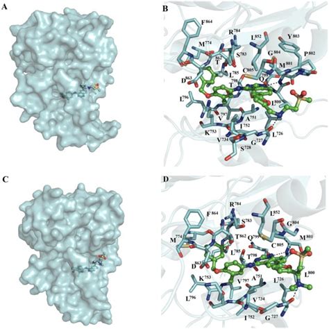 Binding Conformation Of The Egfr I Complex Binding Conformations And